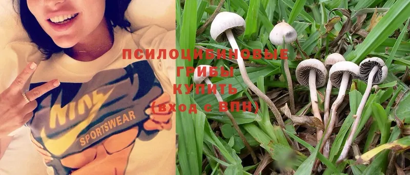 Псилоцибиновые грибы MAGIC MUSHROOMS  купить   Кандалакша 